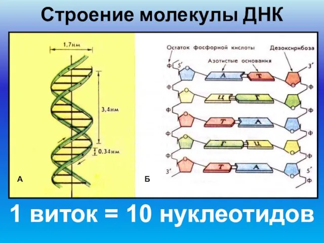 Строение молекулы ДНК А Б 1 виток = 10 нуклеотидов