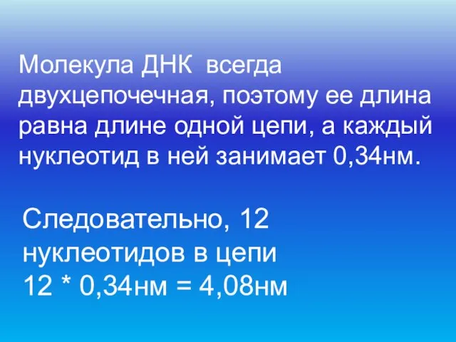 Молекула ДНК всегда двухцепочечная, поэтому ее длина равна длине одной цепи,