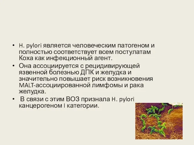 H. pylori является человеческим патогеном и полностью соответствует всем постулатам Коха