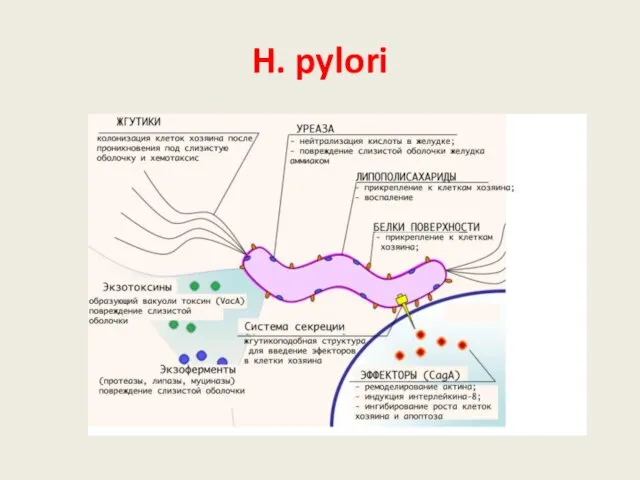 H. pylori