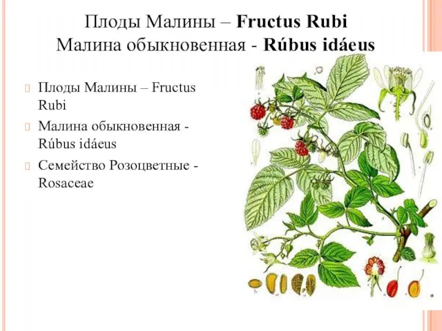 Плоды Малины – Fructus Rubi Малина обыкновенная - Rúbus idáeus Семейство