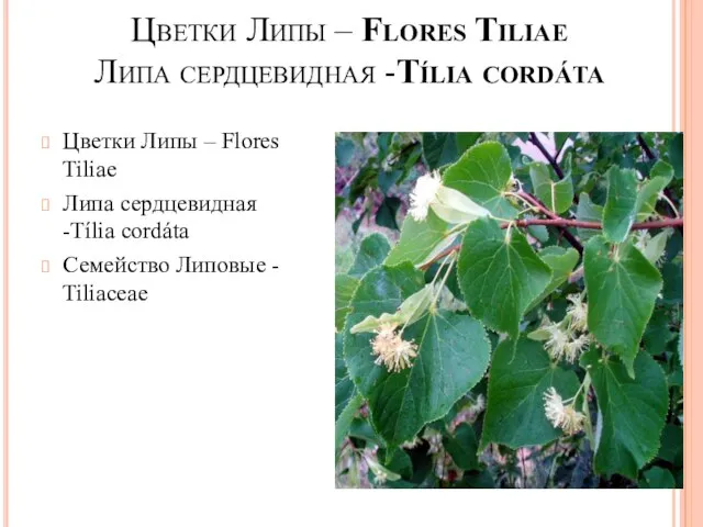 Цветки Липы – Flores Tiliae Липа сердцевидная -Tília cordáta Цветки Липы