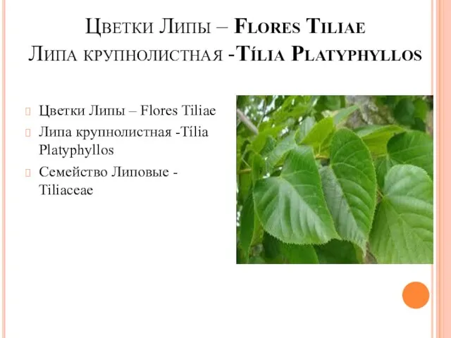 Цветки Липы – Flores Tiliae Липа крупнолистная -Tília Platyphyllos Цветки Липы