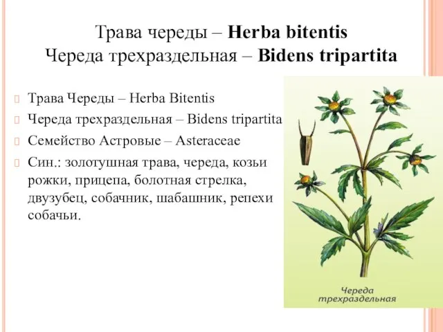 Трава Череды – Herba Bitentis Череда трехраздельная – Bidens tripartita Семейство