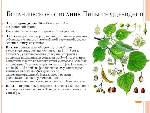 Ботаническое описание Липы сердцевидной Листопадное дерево 20—38 м высотой с шатровидной