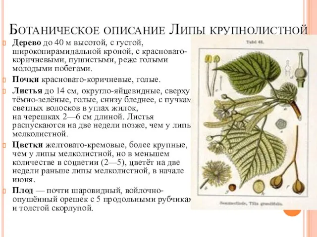 Ботаническое описание Липы крупнолистной Дерево до 40 м высотой, с густой,