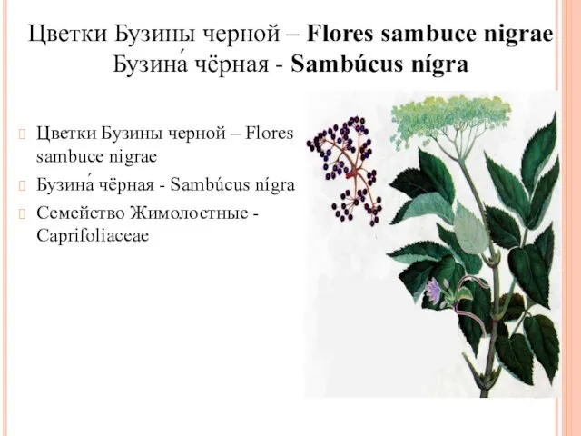 Цветки Бузины черной – Flores sambuce nigrae Бузина́ чёрная - Sambúcus