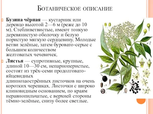 Ботаническое описание Бузина чёрная — кустарник или деревцо высотой 2—6 м