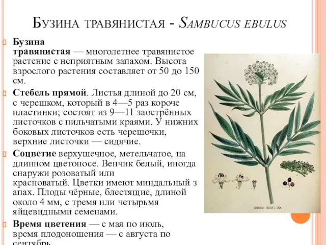 Бузина травянистая - Sambucus ebulus Бузина травянистая — многолетнее травянистое растение