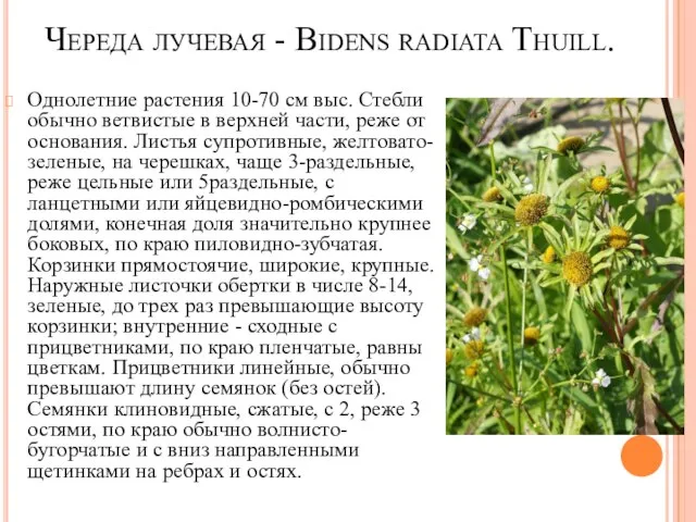 Череда лучевая - Bidens radiata Thuill. Однолетние растения 10-70 см выс.