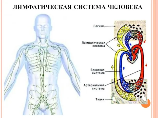 ЛИМФАТИЧЕСКАЯ СИСТЕМА ЧЕЛОВЕКА