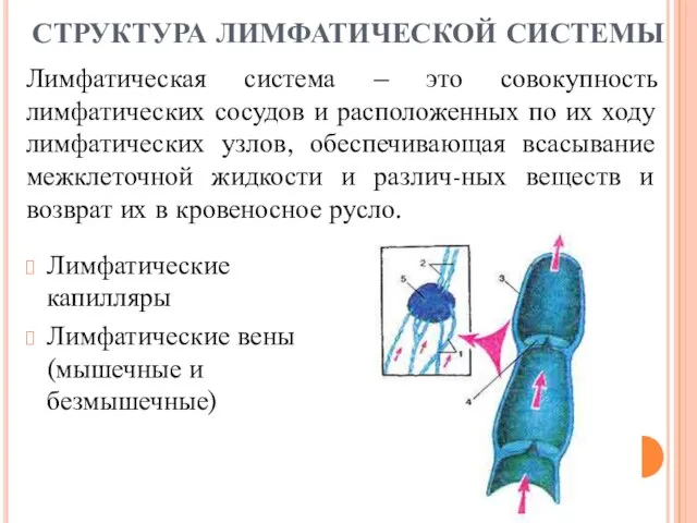 СТРУКТУРА ЛИМФАТИЧЕСКОЙ СИСТЕМЫ Лимфатические капилляры Лимфатические вены (мышечные и безмышечные) Лимфатическая