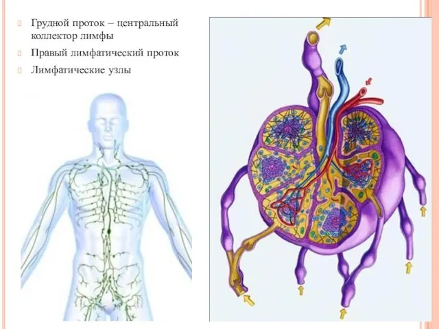 Грудной проток – центральный коллектор лимфы Правый лимфатический проток Лимфатические узлы