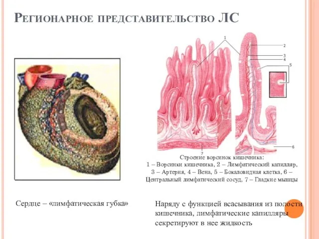 Наряду с функцией всасывания из полости кишечника, лимфатические капилляры секретируют в