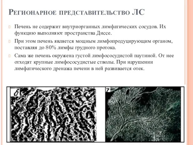 Печень не содержит внутриорганных лимфатических сосудов. Их функцию выполняют пространства Диссе.