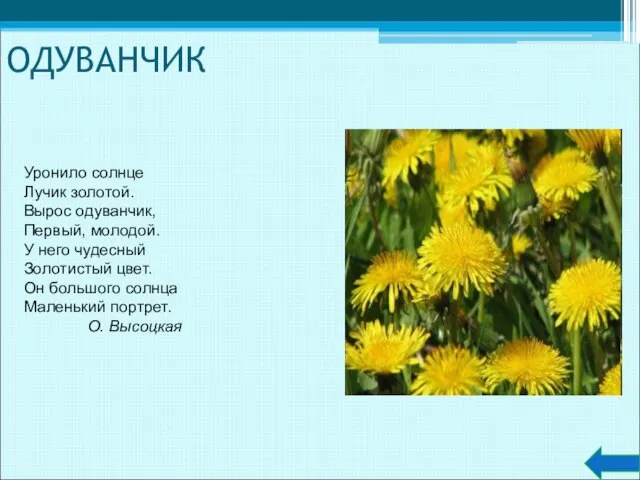 ОДУВАНЧИК Уронило солнце Лучик золотой. Вырос одуванчик, Первый, молодой. У него