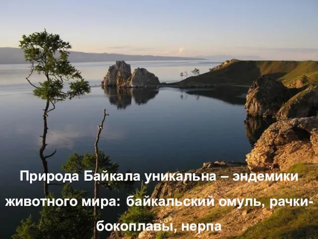 Байкальский омуль, рачки-бокоплавы, нерпа..- уникален животный мир озера Природа Байкала уникальна