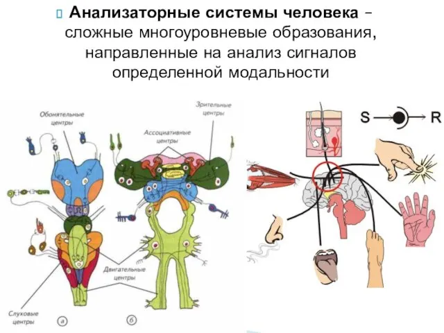 Анализаторные системы человека – сложные многоуровневые образования, направленные на анализ сигналов определенной модальности