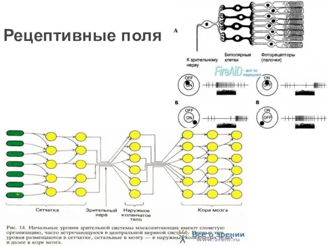 Рецептивные поля