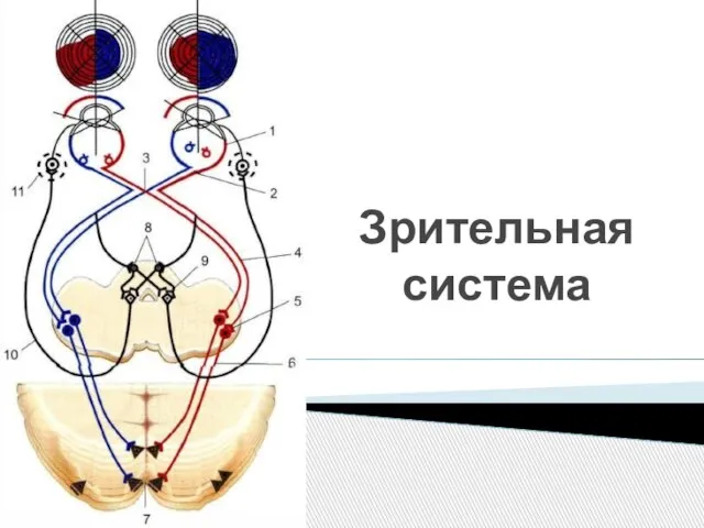 Зрительная система