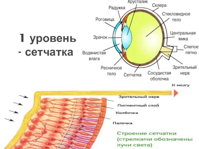 1 уровень - сетчатка