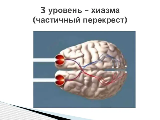 3 уровень – хиазма (частичный перекрест)