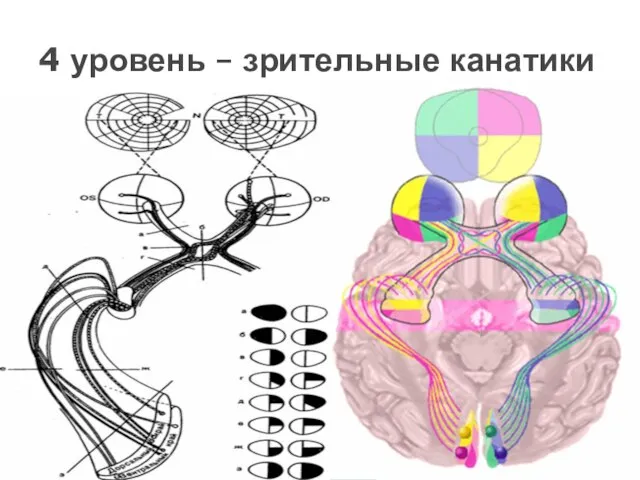 4 уровень – зрительные канатики