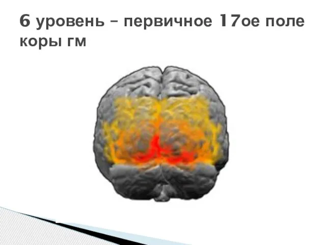 6 уровень – первичное 17ое поле коры гм