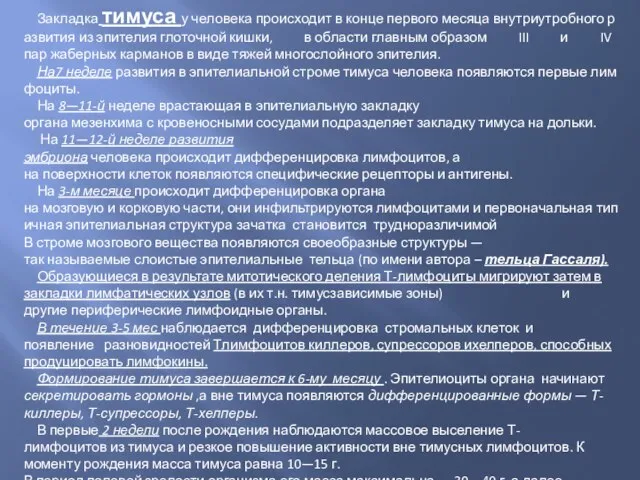 Закладка тимуса у человека происходит в конце первого месяца внутриутробного развития