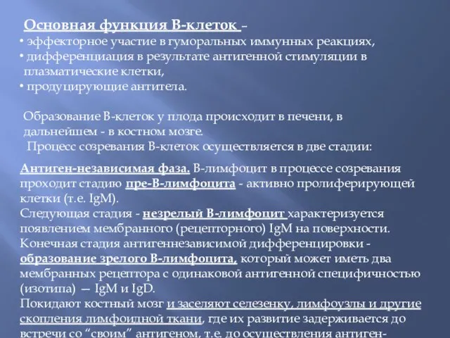 Основная функция В-клеток – эффекторное участие в гуморальных иммунных реакциях, дифференциация