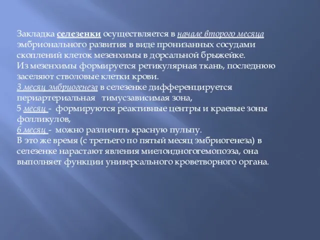 Закладка селезенки осуществляется в начале второго месяца эмбрионального развития в виде