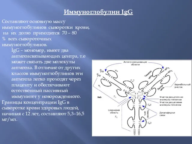 Иммуноглобулин IgG Составляют основную массу иммуноглобулинов сыворотки крови, на их долю