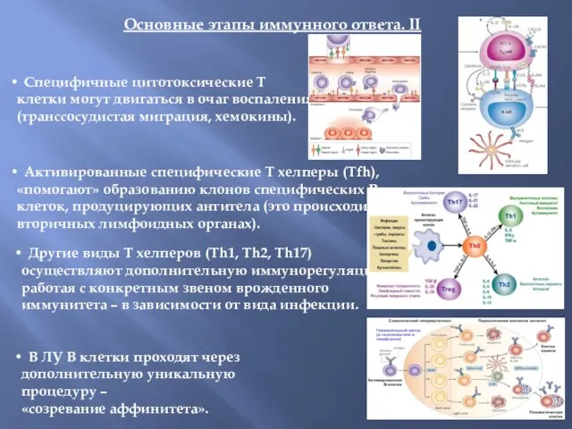 Основные этапы иммунного ответа. II Специфичные цитотоксические Т клетки могут двигаться