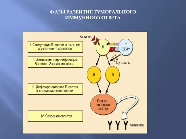 ФАЗЫ РАЗВИТИЯ ГУМОРАЛЬНОГО ИММУННОГО ОТВЕТА