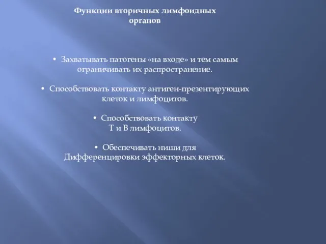 Функции вторичных лимфоидных органов • Захватывать патогены «на входе» и тем