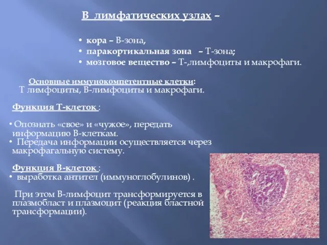 В лимфатических узлах – кора – В-зона, паракортикальная зона – Т-зона;