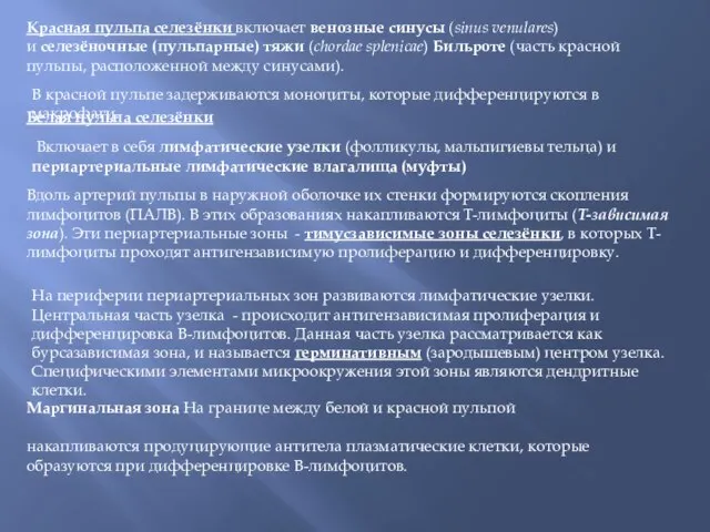 Красная пульпа селезёнки включает венозные синусы (sinus venulares) и селезёночные (пульпарные)