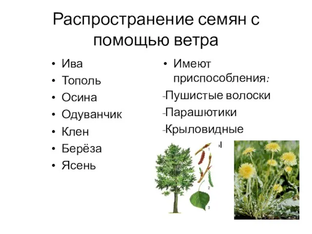 Распространение семян с помощью ветра Ива Тополь Осина Одуванчик Клен Берёза