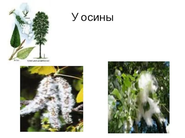 У осины