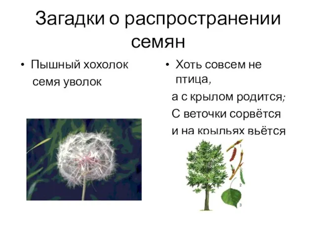 Загадки о распространении семян Пышный хохолок семя уволок Хоть совсем не