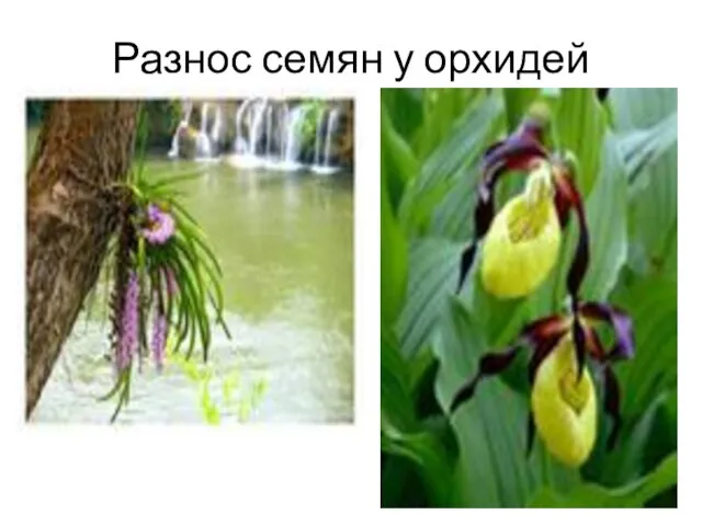 Разнос семян у орхидей