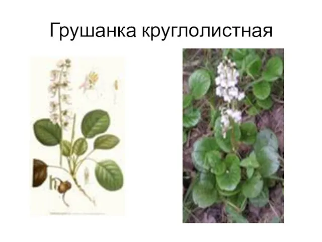 Грушанка круглолистная