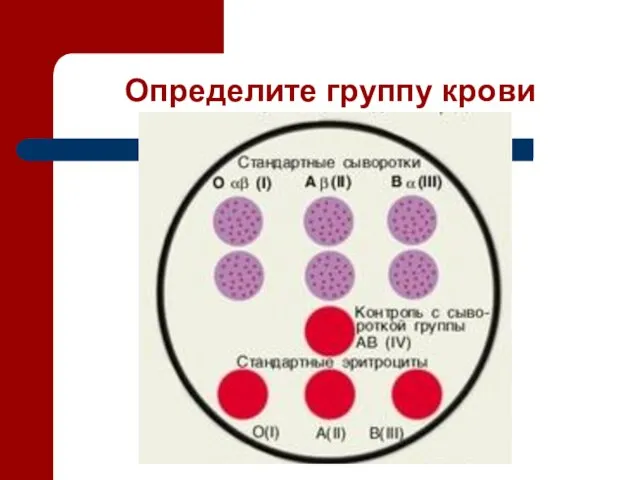 Определите группу крови