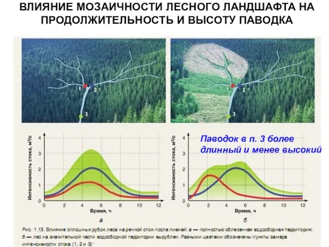 ВЛИЯНИЕ МОЗАИЧНОСТИ ЛЕСНОГО ЛАНДШАФТА НА ПРОДОЛЖИТЕЛЬНОСТЬ И ВЫСОТУ ПАВОДКА Паводок в