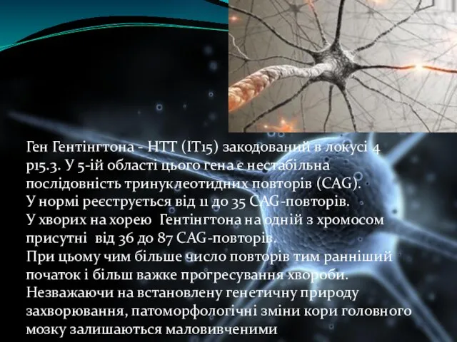 Ген Гентінгтона - HTT (IT15) закодований в локусі 4 p15.3. У