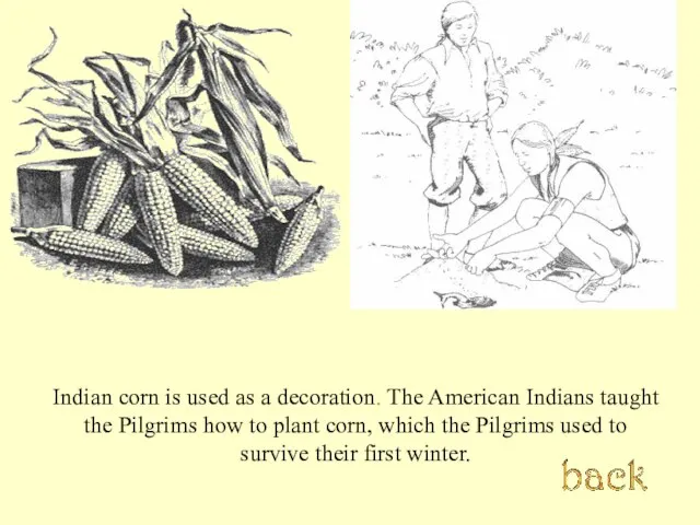 Indian corn is used as a decoration. The American Indians taught