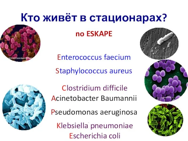 Кто живёт в стационарах? no ESKAPE Enterococcus faecium Staphylococcus aureus Klebsiella