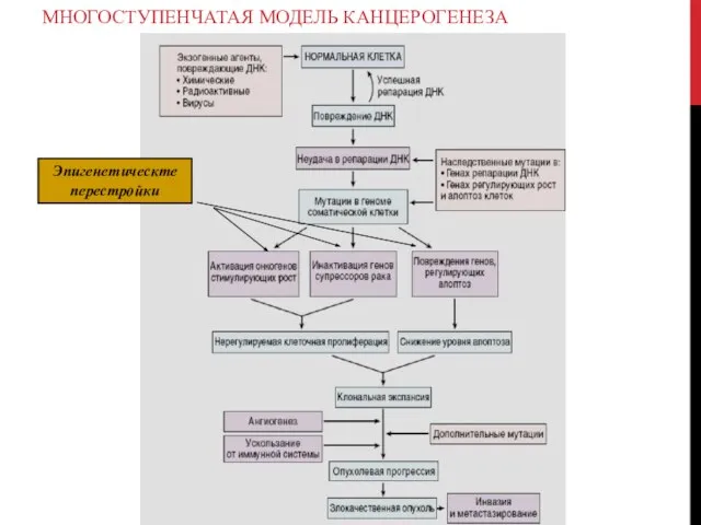 МНОГОСТУПЕНЧАТАЯ МОДЕЛЬ КАНЦЕРОГЕНЕЗА Эпигенетическте перестройки