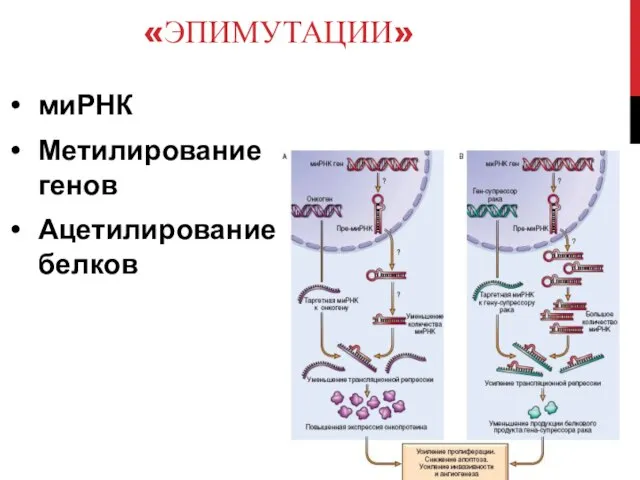 «ЭПИМУТАЦИИ» миРНК Метилирование генов Ацетилирование белков