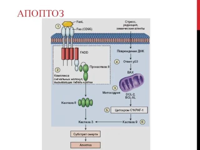 АПОПТОЗ